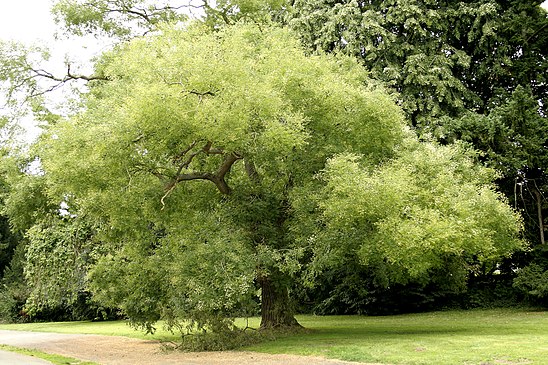 548px Sophora japonica JPG2Aa