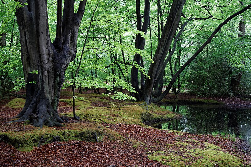 800px Epping Forest High Beach Essex England spring pond 05