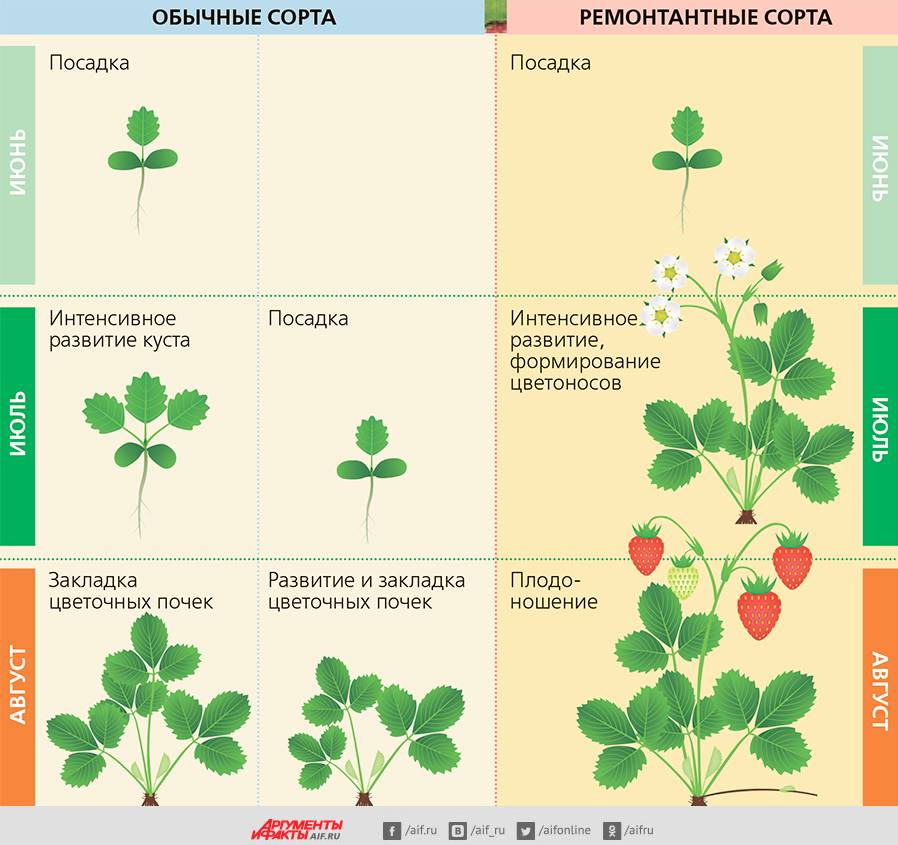 Посадка сорта. Схема посадки ремонтантной земляники. Схема подкормок ремонтантной земляники. Как сажать клубнику схема. Схема развития клубники.