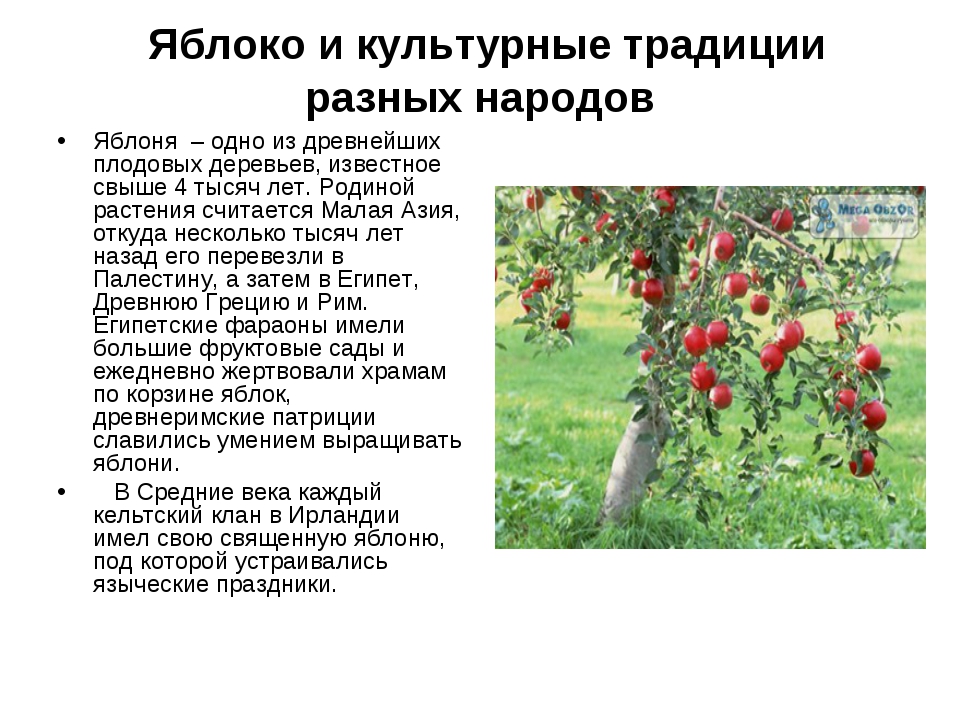 Сочинение яблони. Доклад про яблоню. Культурное растение яблоня. Сообщение на тему яблоко.