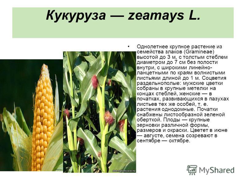 Кукуруза откуда. Семейство злаковые кукуруза. Однодольные растения кукуруза. Кукуруза характеристика растения. Кукуруза семейство злаковых характеристика.