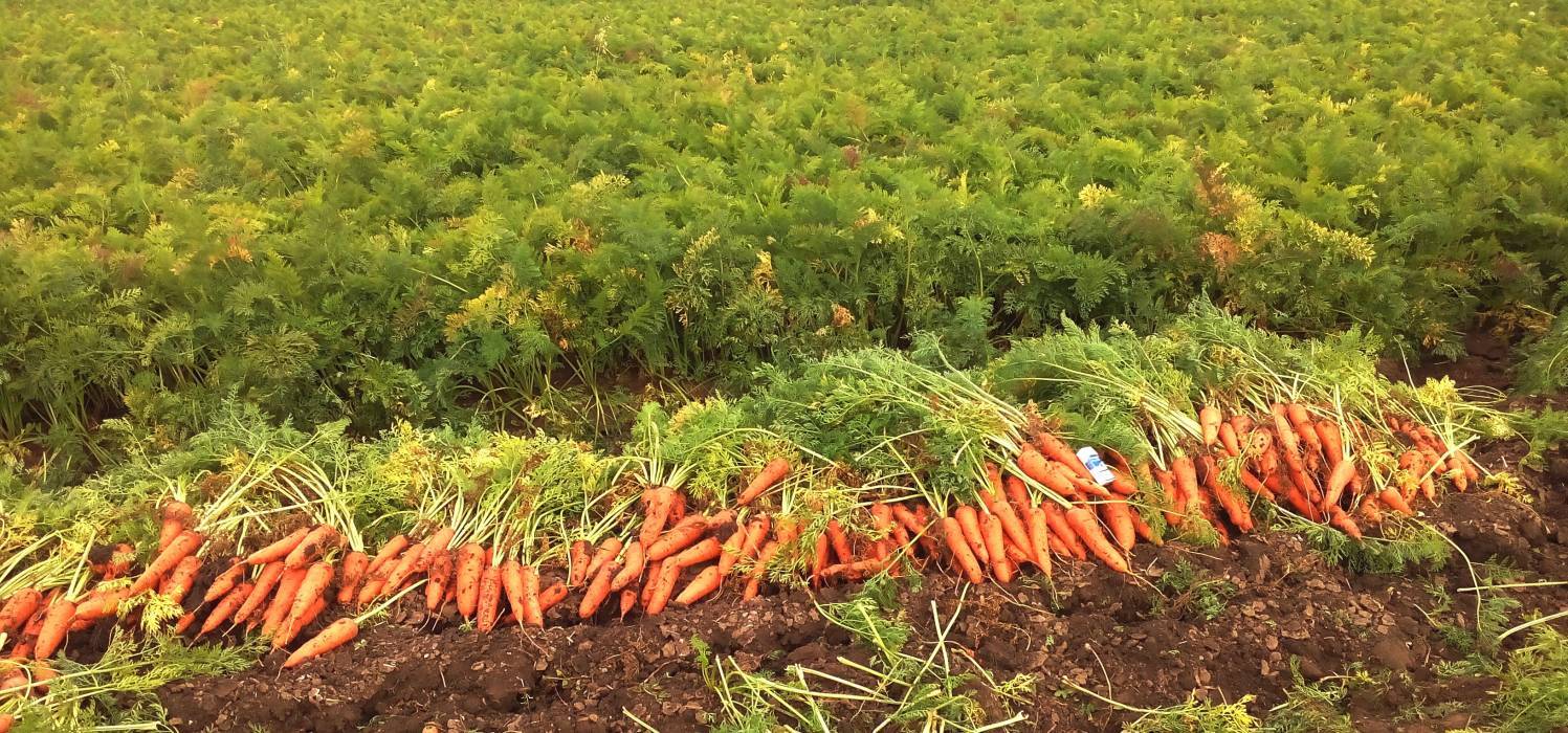 Овощеводство открытого грунта. Сабзи экиш. Поле овощей. Уборка урожая моркови.