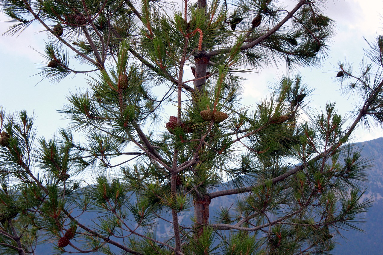 Хвойная 70. Pinus peuce Raubold. Pinus peuce Skopje. Pinus Sylvestris шишки. Канадская Горная сосна.