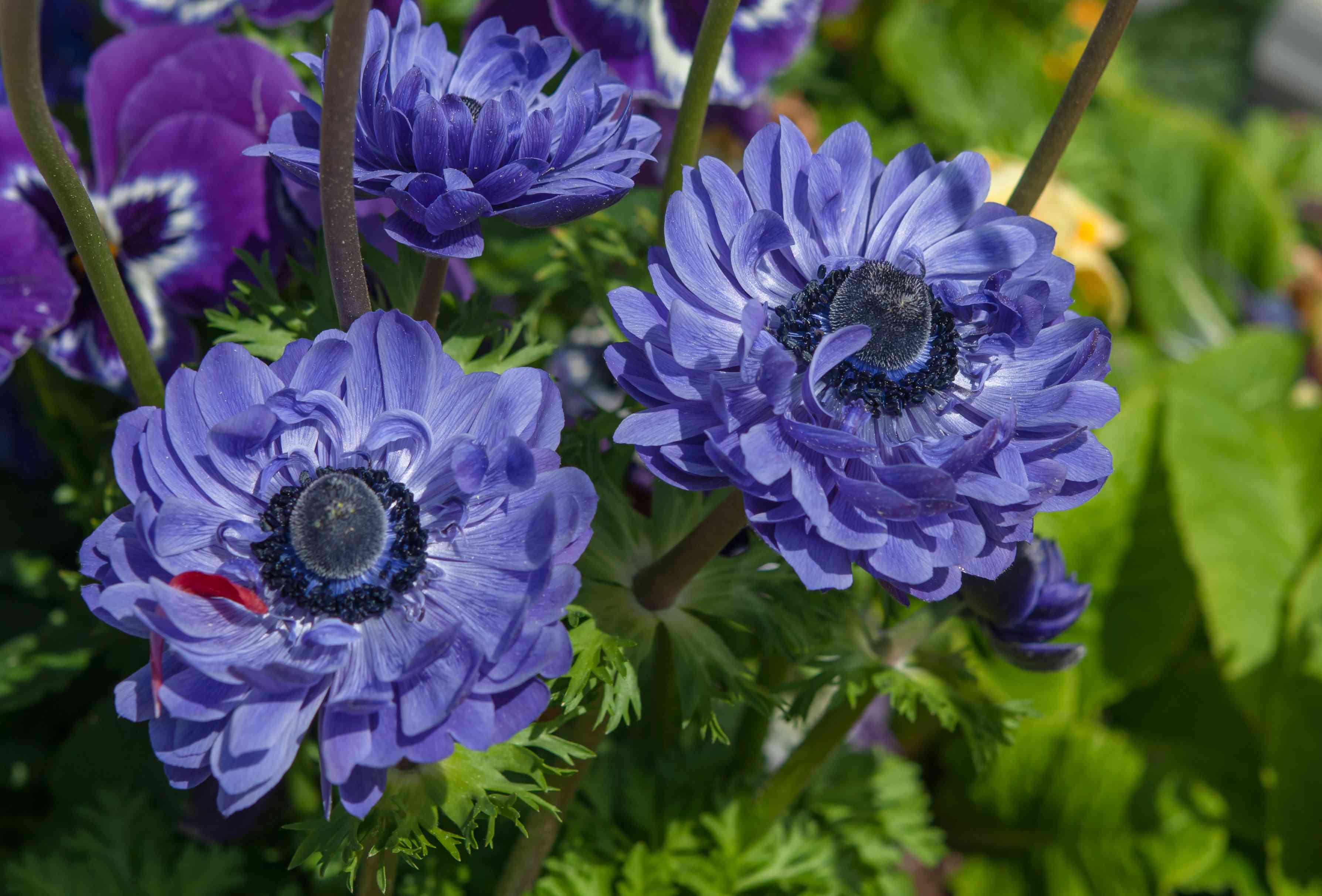 Анемона цветок выращивание фото. Анемона корончатая bicolor. Анемона Sylphide. Анемона coronaria St. Brigid. Анемона корончатая Сильфида.