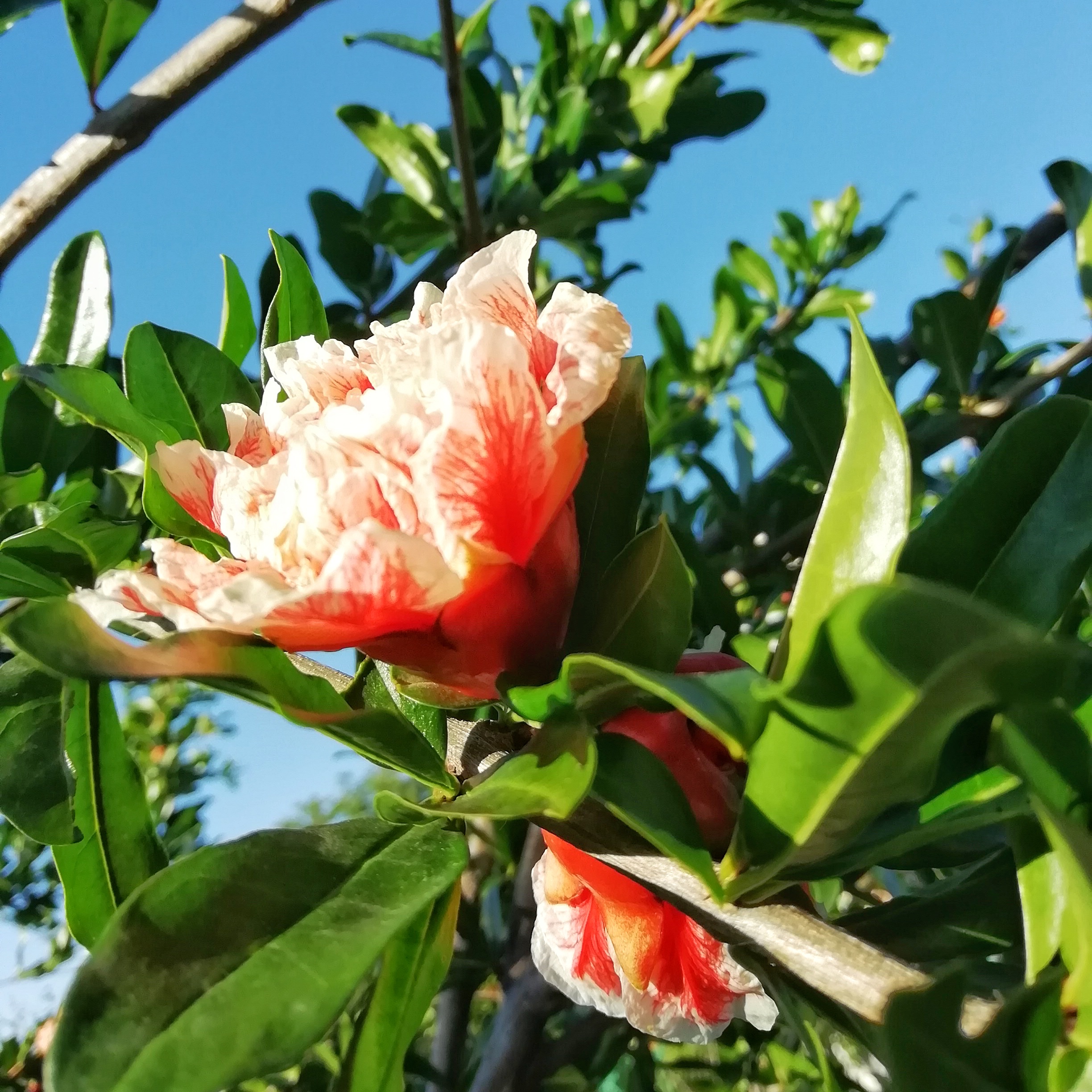 Гранат цветок. Punica granatum цветет. Гранат цветение в Крыму. Крымский гранат цветок. Кора гранатового дерева.