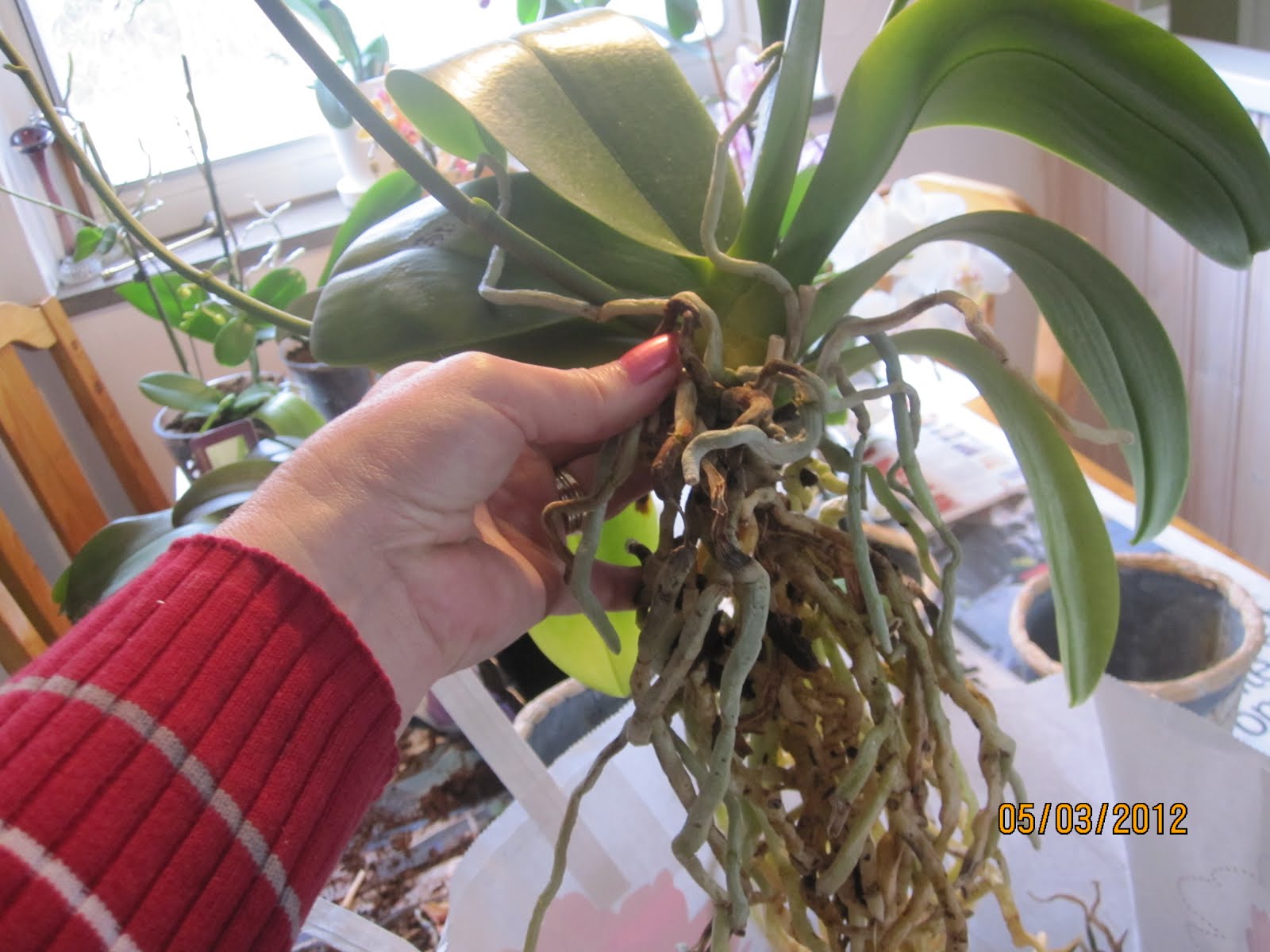 Пересаживать ли орхидеи после покупки. Орхидея Камбрия псевдобульба. Пересадка орхидеи фаленопсис. Обстригаем корни орхидеи. Омолаживание орхидеи фаленопсис.