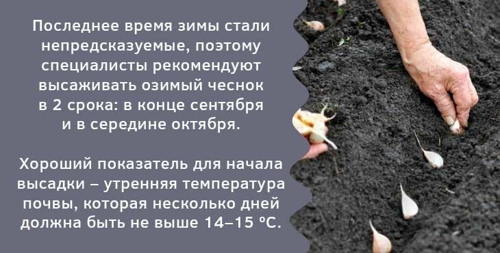 Когда сажать зим. Схема посадки чеснока на зиму. Схема посадки чеснока. Когда сажать чеснок осенью. Схема посадки зимнего чеснока.