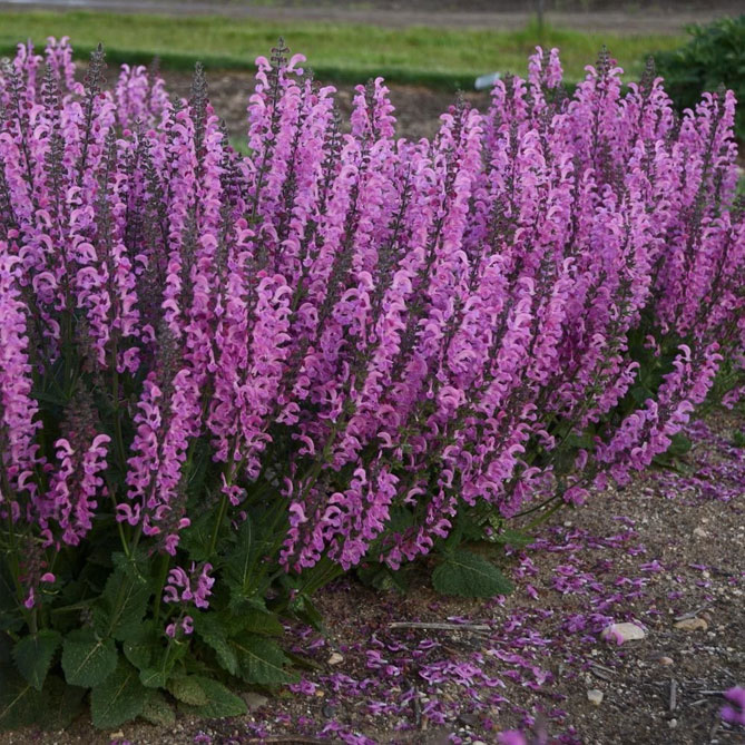 цветы сальвия. сальвия. цветок сальвия огонек. сальвия кембридж. сальвия сверкающая скарлет.