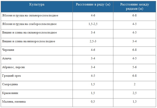 На каком расстоянии сажать груши друг от друга для опыления фото