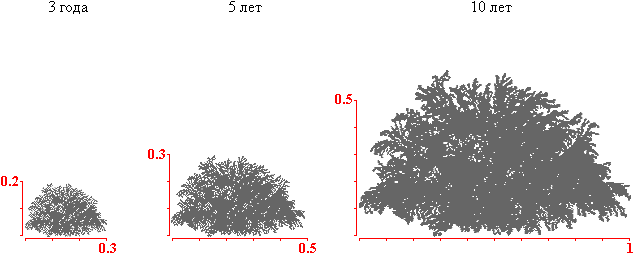 Диаметр кроны