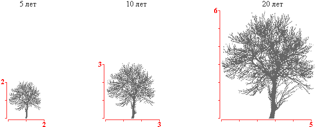 Диаметр кроны