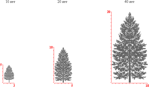 Скорость роста сосны