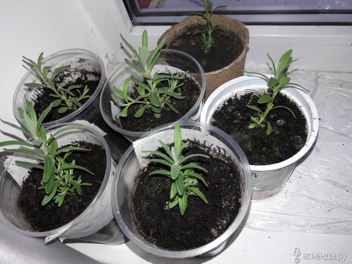 Лаванда в открытом грунте. Лаванда посадка в грунт из горшка. Лаванда узколистная из семян. Лаванда в грунте посадка. Лаванда посадка в грунт из горшка.