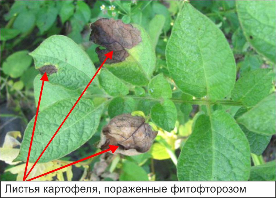 Как выглядит фитофтора на картофеле фото листьев