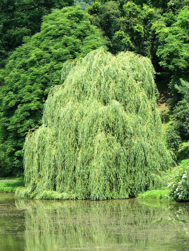 Ракита фото. Ива белая плакучая Тристис (Salix Alba). Ива Тристис. Ива белая tristis. Salix Alba Ива плакучая.