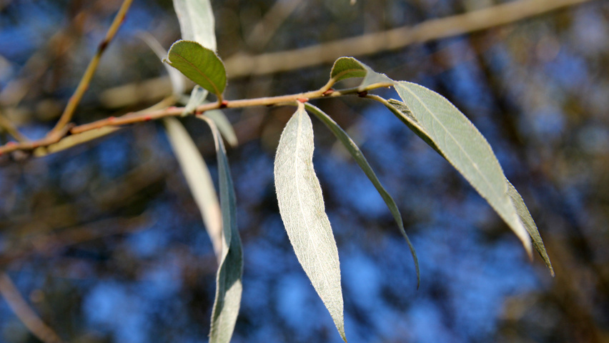 Лист ивы простой. Salix Alba. Ива белая sericea. Ива белая (Salix Alba). Salix Alba листья.