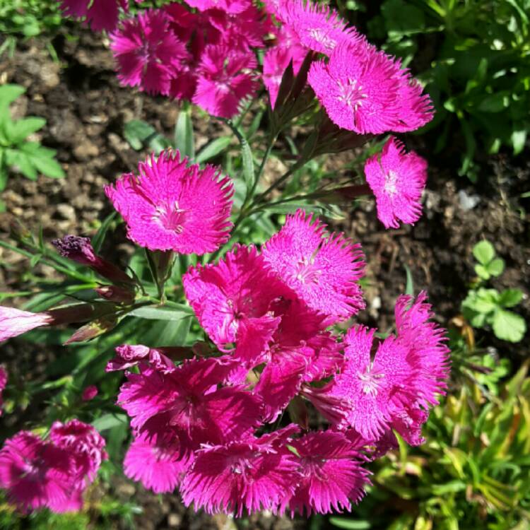 Гвоздика цветок садовый многолетний разновидности фото и названия