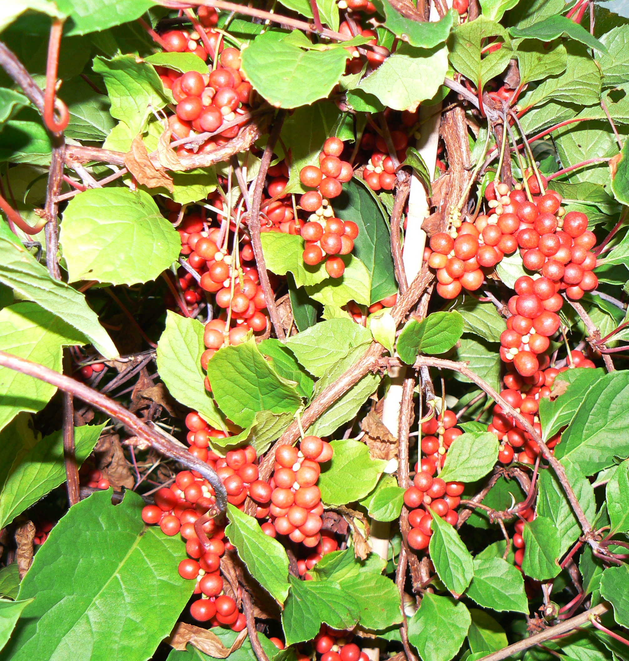 Лимонник китайский. Лимонник Schisandra chinensis. Лиана лимонника Дальневосточного. Лимонник Сахалинский. Лимонник китайский (Schisandra chinensis).