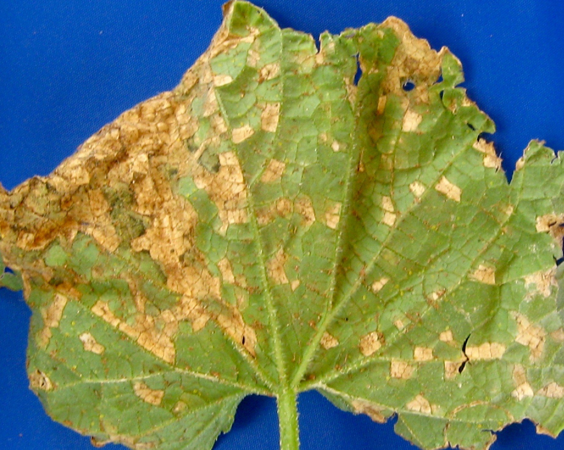 Pseudomonas syringae-пятнистость.