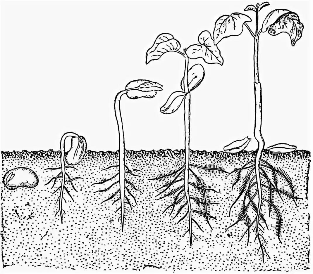 Развитие корневой системы томата. Прорастание семян фасоли. Цикл прорастания фасоли. Рисунок прорастания семян фасоли. Рисование прорастание семян.