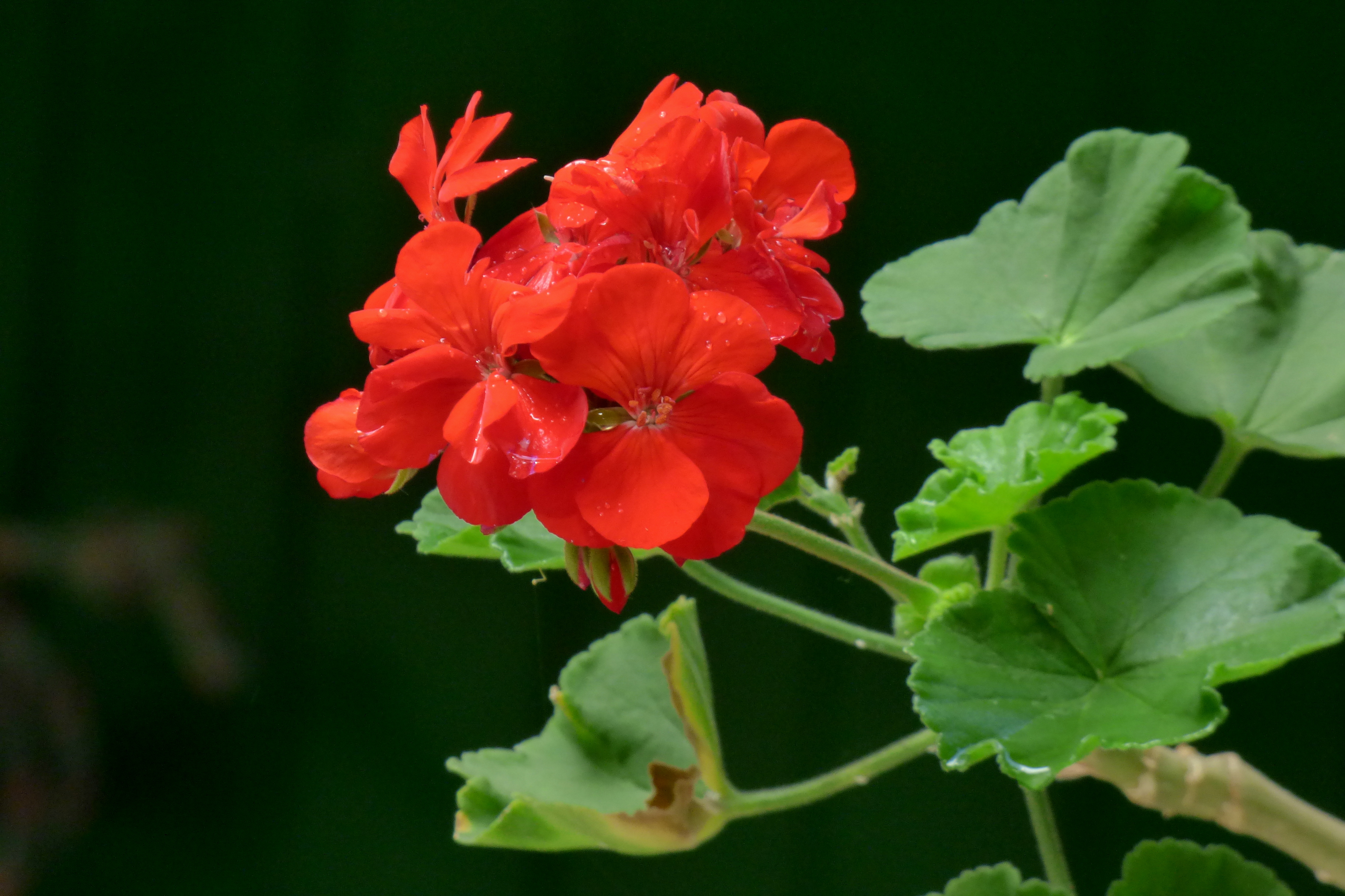 Герань посадка. Pelargonium hortorum. Пеларгония (Pelargonium SP.. Pelargonium x hortorum. Пеларгония Малонка.