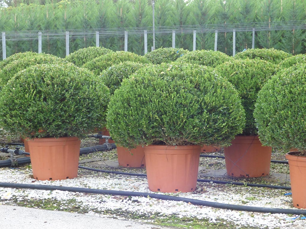 Самшит необрезанный. Самшит — buxus colchica. Самшит buxus. Самшит колхидский куст. Самшит вечнозеленый buxus sempervirens.