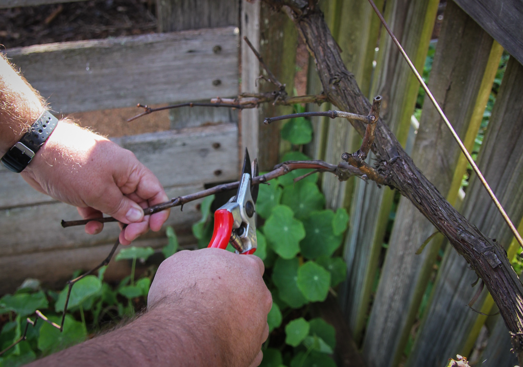 Как правильно обрезать виноград видео