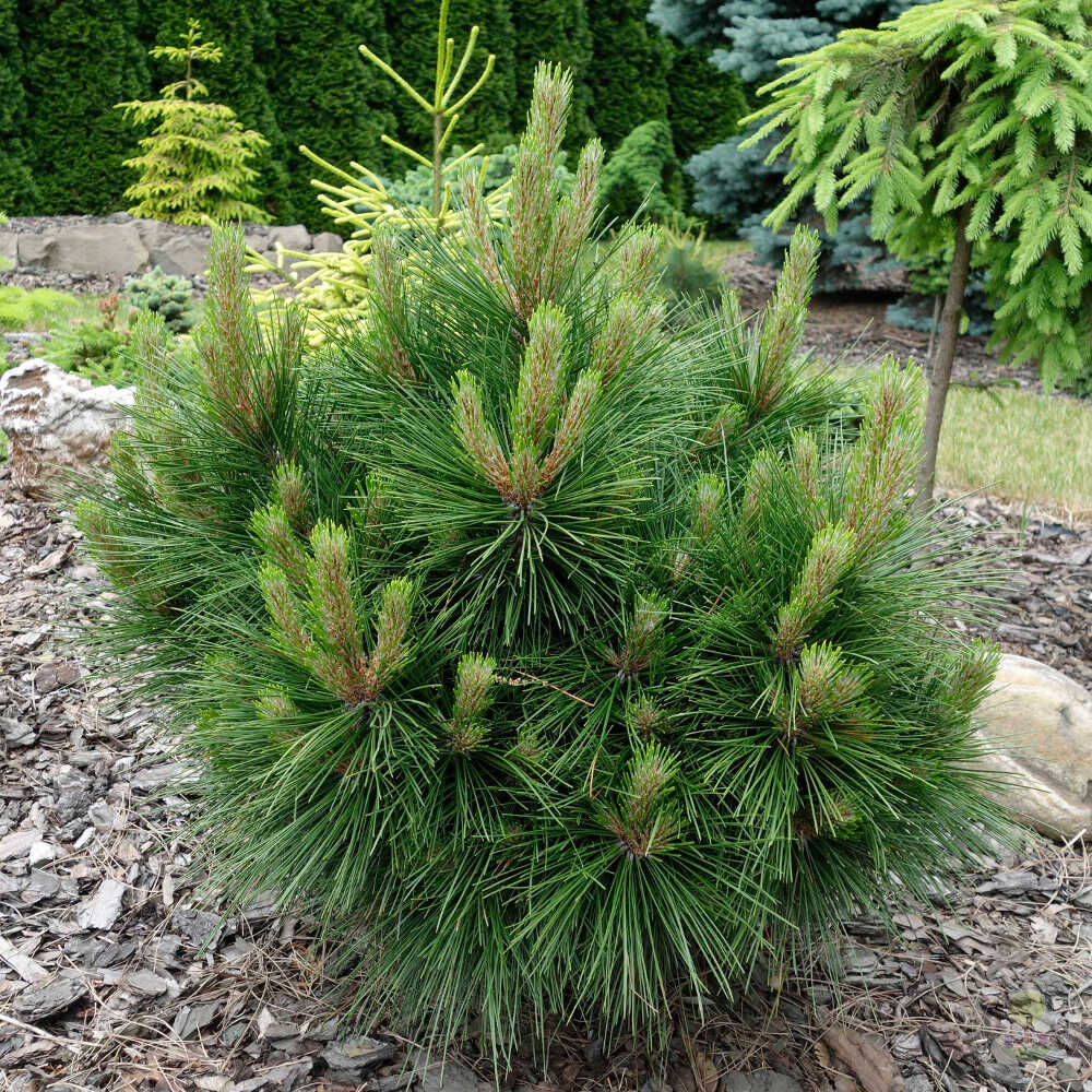 Хвойные недорого. Сосна Горная mughus. Pinus tabuliformis. Сосна Веймутова Пумила. Сосна tabuliformis.