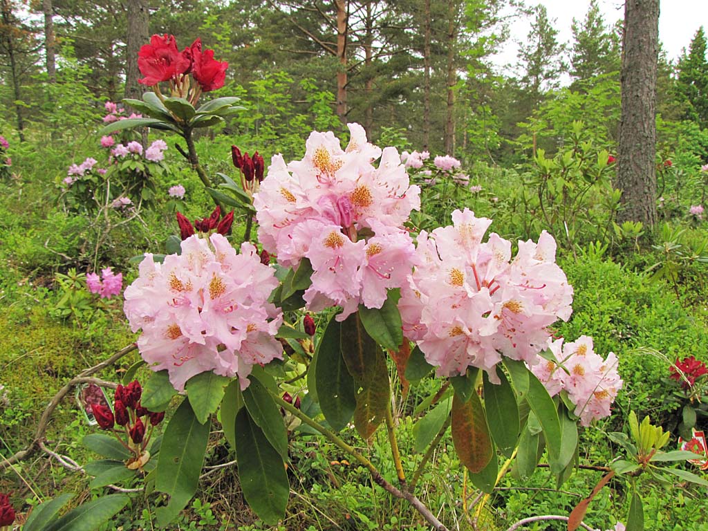 Рододендрон сорта. Рододендрон гибридный Лита (Lita). Рододендрон гибридный (сорт 'Lita'). Рододендрон Elvira. Рододендрон Валькирия.