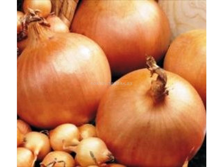 Лук севок геркулес. Лук севок урожай. Лук-севок хеленас f1. Лук севок сорт стурон. Лук стурон можно сажать под зиму.