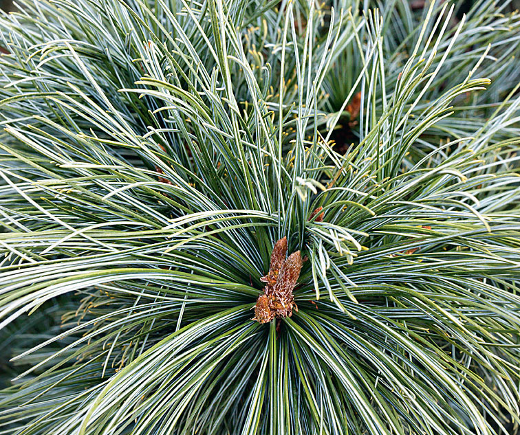 Сосна сорта. Pinus pumila видовая. Сосна сосна Кедровая сорта. Сосна Digenea сорт Darko. Variegata Zlatiborica сосна.