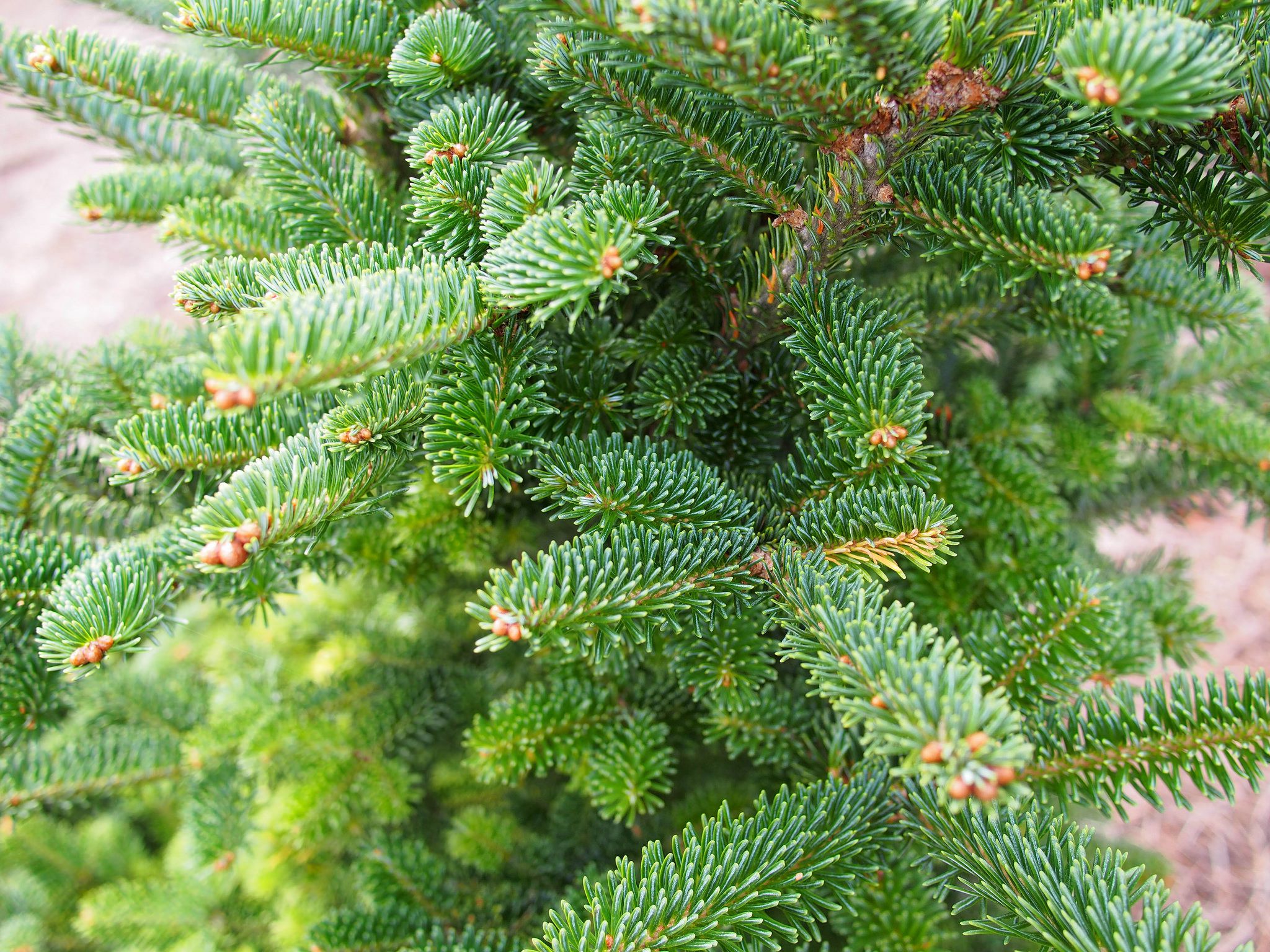 Fraser fir 15359161598 26934f3236 k 58a1c1785f9b58819c1f311a