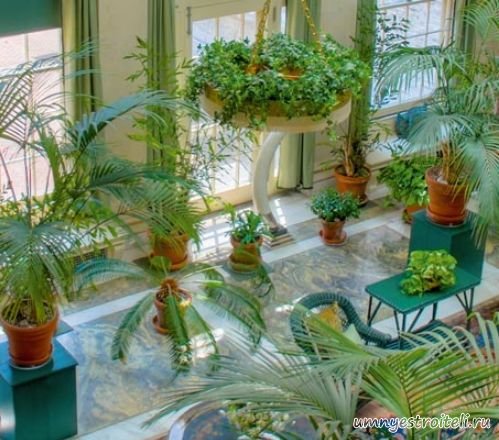 оранжерея в доме.