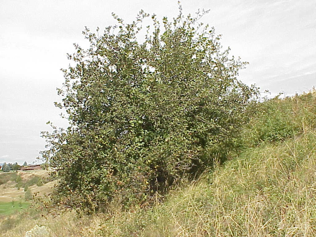Osmanthus delavayi. орегонский виноград фото. пираканта вечнозеленая. караганда кустарник что значит для девушки. вечнозелёный кустарник 7 букв сканворд.