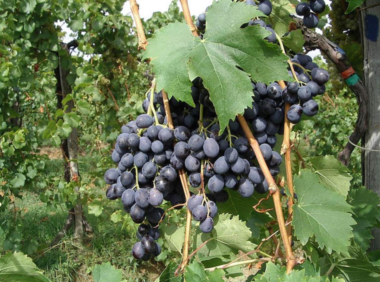 виноград макси черный фото