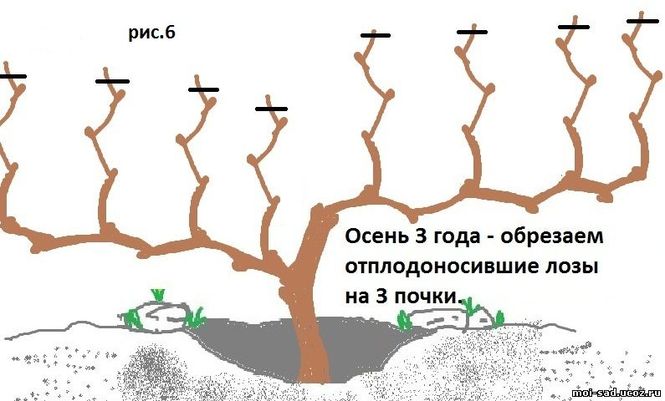 Обрезка винограда весной для начинающих в картинках пошагово в поволжье