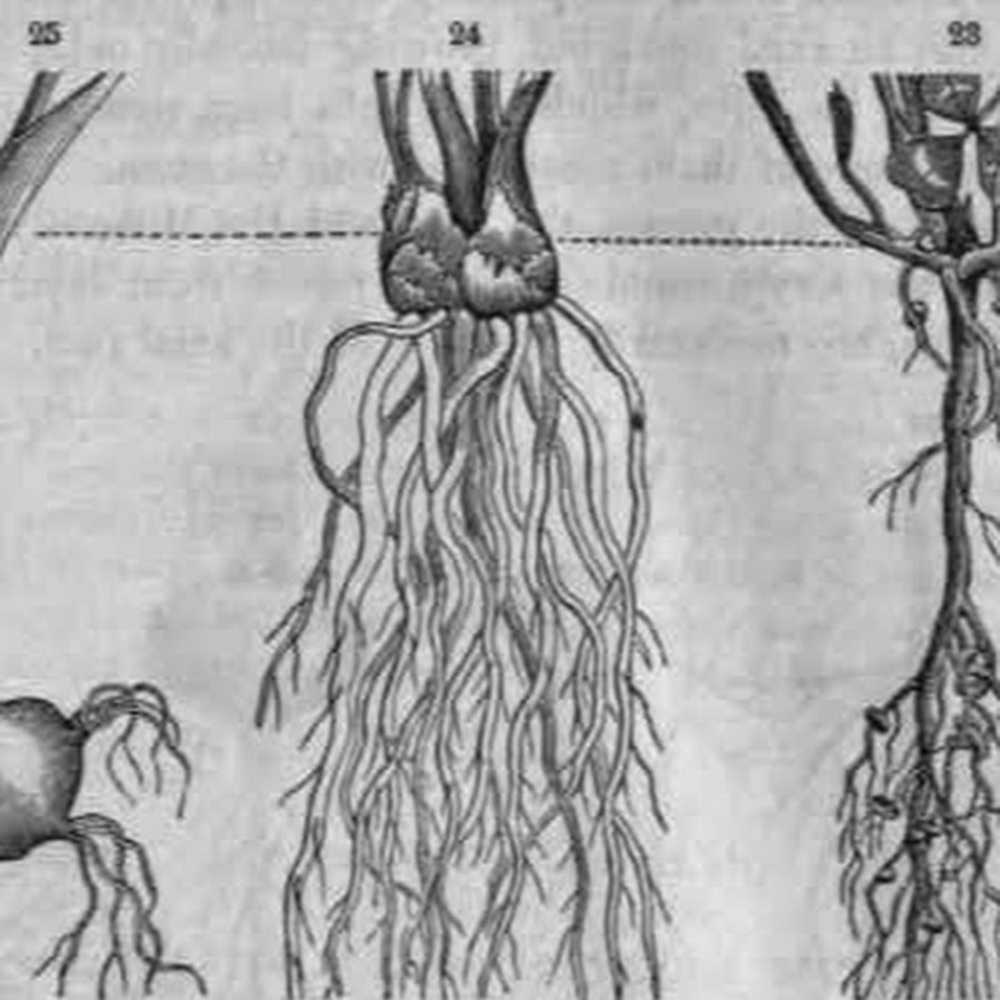 Корневой root